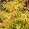 Acer Katsura - Beautiful Japanese Maple Tree For Breathtaking UK Gardens - Outdoor Plant (30-40cm)