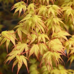 Acer Katsura - Beautiful Japanese Maple Tree For Breathtaking UK Gardens - Outdoor Plant (30-40cm) 6 Acer Katsura - Beautiful Japanese Maple Tree For Breathtaking UK Gardens - Outdoor Plant (30-40cm) -Cheap Grow And Trim Store acer katsura beautiful japanese maple tree for breathtaking uk gardens outdoor plant 30 40cm 5051641450612 03c MP