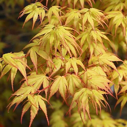 Acer Katsura - Beautiful Japanese Maple Tree For Breathtaking UK Gardens - Outdoor Plant (30-40cm) 3 Acer Katsura - Beautiful Japanese Maple Tree For Breathtaking UK Gardens - Outdoor Plant (30-40cm) - Image 3