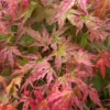Acer Phoenix Garden Tree - Striking Red Foliage, Compact Size, Hardy (15-30cm)