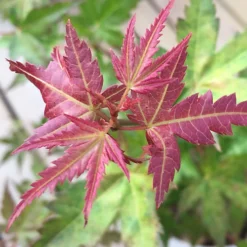 Acer Phoenix Garden Tree - Striking Red Foliage, Compact Size, Hardy (15-30cm) -Cheap Grow And Trim Store acer phoenix garden tree striking red foliage compact size hardy 15 30cm 5059442008117 02c MP