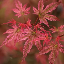 Acer Phoenix Garden Tree - Striking Red Foliage, Compact Size, Hardy (15-30cm) -Cheap Grow And Trim Store acer phoenix garden tree striking red foliage compact size hardy 15 30cm 5059442008117 03c MP