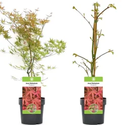 Acer Phoenix Garden Tree - Striking Red Foliage, Compact Size, Hardy (15-30cm) -Cheap Grow And Trim Store acer phoenix garden tree striking red foliage compact size hardy 15 30cm 5059442008117 04c MP
