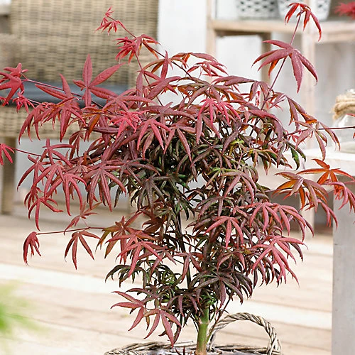 Acer Starfish - Japanese Maple, Outdoor Plant, Ideal For Gardens, Compact Size (80-100cm) 1 Acer Starfish - Japanese Maple, Outdoor Plant, Ideal For Gardens, Compact Size (80-100cm)
