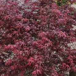 Acer Starfish - Japanese Maple, Outdoor Plant, Ideal For Gardens, Compact Size (80-100cm) 5 Acer Starfish - Japanese Maple, Outdoor Plant, Ideal For Gardens, Compact Size (80-100cm) -Cheap Grow And Trim Store acer starfish japanese maple outdoor plant ideal for gardens compact size 80 100cm 5059442043163 02c MP
