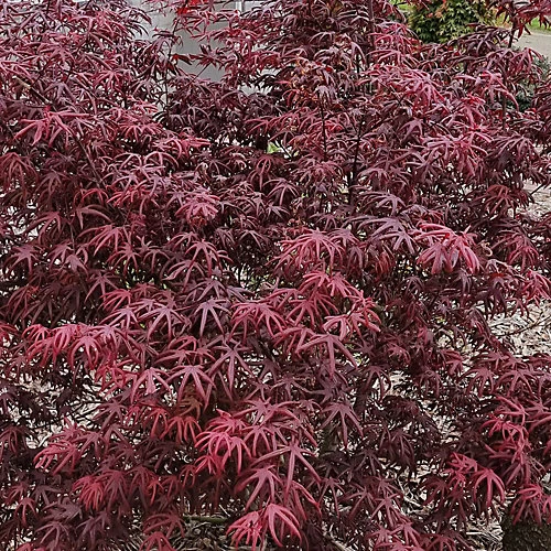 Acer Starfish - Japanese Maple, Outdoor Plant, Ideal For Gardens, Compact Size (80-100cm) 2 Acer Starfish - Japanese Maple, Outdoor Plant, Ideal For Gardens, Compact Size (80-100cm) - Image 2