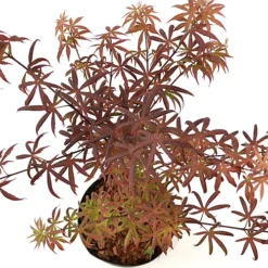 Acer Starfish - Japanese Maple, Outdoor Plant, Ideal For Gardens, Compact Size (80-100cm) 6 Acer Starfish - Japanese Maple, Outdoor Plant, Ideal For Gardens, Compact Size (80-100cm) -Cheap Grow And Trim Store acer starfish japanese maple outdoor plant ideal for gardens compact size 80 100cm 5059442043163 03c MP