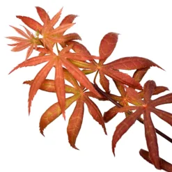 Acer Starfish - Japanese Maple, Outdoor Plant, Ideal For Gardens, Compact Size (80-100cm) 7 Acer Starfish - Japanese Maple, Outdoor Plant, Ideal For Gardens, Compact Size (80-100cm) -Cheap Grow And Trim Store acer starfish japanese maple outdoor plant ideal for gardens compact size 80 100cm 5059442043163 04c MP
