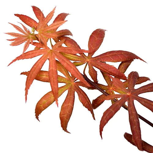 Acer Starfish - Japanese Maple, Outdoor Plant, Ideal For Gardens, Compact Size (80-100cm) 4 Acer Starfish - Japanese Maple, Outdoor Plant, Ideal For Gardens, Compact Size (80-100cm) - Image 4