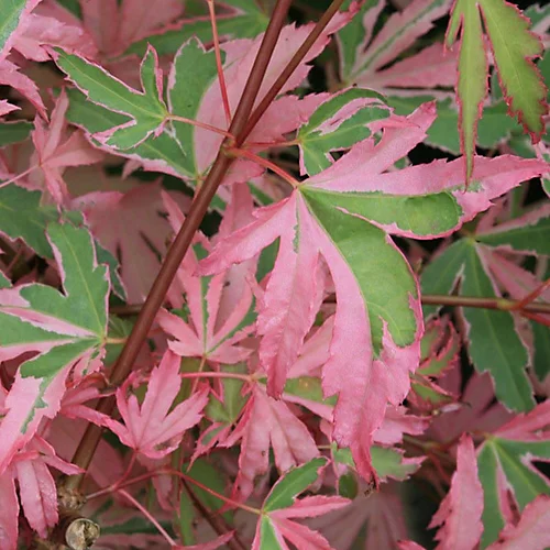Acer Taylor - Japanese Maple, Outdoor Plant, Ideal For Gardens, Compact Size (50-70cm) 2 Acer Taylor - Japanese Maple, Outdoor Plant, Ideal For Gardens, Compact Size (50-70cm) - Image 2