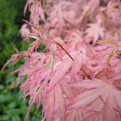 Acer Taylor - Japanese Maple, Outdoor Plant, Ideal For Gardens, Compact Size (50-70cm) 4 Acer Taylor - Japanese Maple, Outdoor Plant, Ideal For Gardens, Compact Size (50-70cm) - Image 4