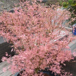 Acer Taylor - Japanese Maple, Outdoor Plant, Ideal For Gardens, Compact Size (80-100cm) -Cheap Grow And Trim Store acer taylor japanese maple outdoor plant ideal for gardens compact size 80 100cm 5059442046492 03c MP