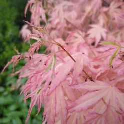 Acer Taylor - Japanese Maple, Outdoor Plant, Ideal For Gardens, Compact Size (80-100cm) -Cheap Grow And Trim Store acer taylor japanese maple outdoor plant ideal for gardens compact size 80 100cm 5059442046492 04c MP