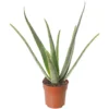 Aloe Vera - Low-Maintenance Indoor Succulent Plant For Home Décor (30-40cm)