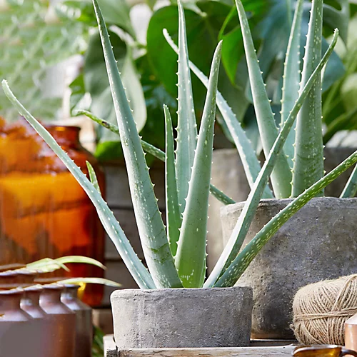 Aloe Vera - Low-Maintenance Indoor Succulent Plant For Home Décor (30-40cm) 2 Aloe Vera - Low-Maintenance Indoor Succulent Plant For Home Décor (30-40cm) - Image 2