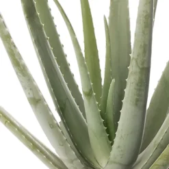 Aloe Vera - Low-Maintenance Indoor Succulent Plant For Home Décor (30-40cm) 6 Aloe Vera - Low-Maintenance Indoor Succulent Plant For Home Décor (30-40cm) -Cheap Grow And Trim Store aloe vera low maintenance indoor succulent plant for home d cor 30 40cm 5059442055203 03c MP