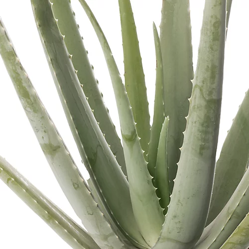 Aloe Vera - Low-Maintenance Indoor Succulent Plant For Home Décor (30-40cm) 3 Aloe Vera - Low-Maintenance Indoor Succulent Plant For Home Décor (30-40cm) - Image 3
