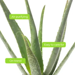 Aloe Vera - Low-Maintenance Indoor Succulent Plant For Home Décor (30-40cm) 7 Aloe Vera - Low-Maintenance Indoor Succulent Plant For Home Décor (30-40cm) -Cheap Grow And Trim Store aloe vera low maintenance indoor succulent plant for home d cor 30 40cm 5059442055203 04c MP