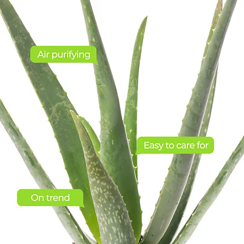 Aloe Vera - Low-Maintenance Indoor Succulent Plant For Home Décor (30-40cm) 4 Aloe Vera - Low-Maintenance Indoor Succulent Plant For Home Décor (30-40cm) - Image 4