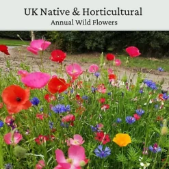 Annual ETNA Wild Flowers 50g (25m²) 5 Annual ETNA Wild Flowers 50g (25m²) -Cheap Grow And Trim Store annual etna wild flowers 50g 25m 5065007977378 02c MP