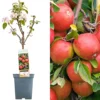 Apple Braeburn Patio Tree - Flavorful Fruit-Bearing Tree For UK Patio Gardens - Outdoor Plant (2-3ft)