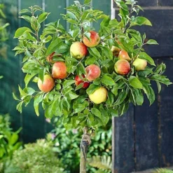 Apple Braeburn Patio Tree - Flavorful Fruit-Bearing Tree For UK Patio Gardens - Outdoor Plant (2-3ft) -Cheap Grow And Trim Store apple braeburn patio tree flavorful fruit bearing tree for uk patio gardens outdoor plant 2 3ft 5059442031894 02c MP