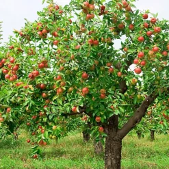 Apple Braeburn Patio Tree - Flavorful Fruit-Bearing Tree For UK Patio Gardens - Outdoor Plant (2-3ft) -Cheap Grow And Trim Store apple braeburn patio tree flavorful fruit bearing tree for uk patio gardens outdoor plant 2 3ft 5059442031894 03c MP