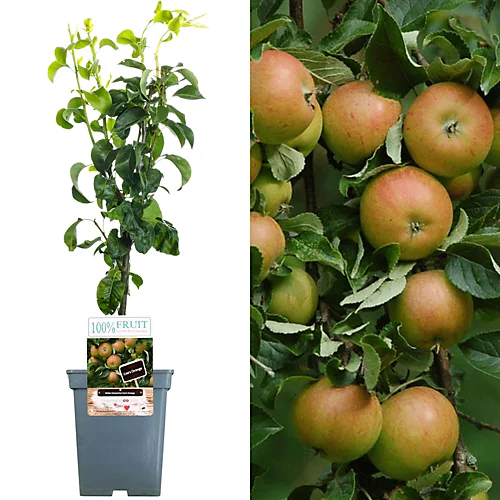 Apple Cox's Orange Patio Tree - Flavorful Fruit-Bearing Tree For UK Patio Gardens - Outdoor Plant (2-3ft) 1 Apple Cox's Orange Patio Tree - Flavorful Fruit-Bearing Tree For UK Patio Gardens - Outdoor Plant (2-3ft)