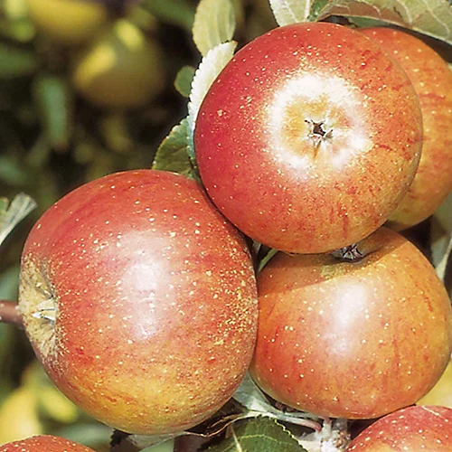 Apple Cox's Orange Patio Tree - Flavorful Fruit-Bearing Tree For UK Patio Gardens - Outdoor Plant (2-3ft) 3 Apple Cox's Orange Patio Tree - Flavorful Fruit-Bearing Tree For UK Patio Gardens - Outdoor Plant (2-3ft) - Image 3