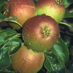 Apple Cox's Orange Patio Tree - Flavorful Fruit-Bearing Tree For UK Patio Gardens - Outdoor Plant (2-3ft) 7 Apple Cox's Orange Patio Tree - Flavorful Fruit-Bearing Tree For UK Patio Gardens - Outdoor Plant (2-3ft) -Cheap Grow And Trim Store apple cox s orange patio tree flavorful fruit bearing tree for uk patio gardens outdoor plant 2 3ft 5059442014590 04c MP