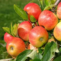 Apple Elstar Patio Tree - Flavourful Fruit-Bearing Tree For UK Patio Gardens - Outdoor Plant (2-3ft) -Cheap Grow And Trim Store apple elstar patio tree flavourful fruit bearing tree for uk patio gardens outdoor plant 2 3ft 5059442009602 02c MP