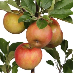 Apple Elstar Patio Tree - Flavourful Fruit-Bearing Tree For UK Patio Gardens - Outdoor Plant (2-3ft) -Cheap Grow And Trim Store apple elstar patio tree flavourful fruit bearing tree for uk patio gardens outdoor plant 2 3ft 5059442009602 03c MP