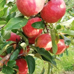 Apple Elstar Patio Tree - Flavourful Fruit-Bearing Tree For UK Patio Gardens - Outdoor Plant (2-3ft) -Cheap Grow And Trim Store apple elstar patio tree flavourful fruit bearing tree for uk patio gardens outdoor plant 2 3ft 5059442009602 04c MP