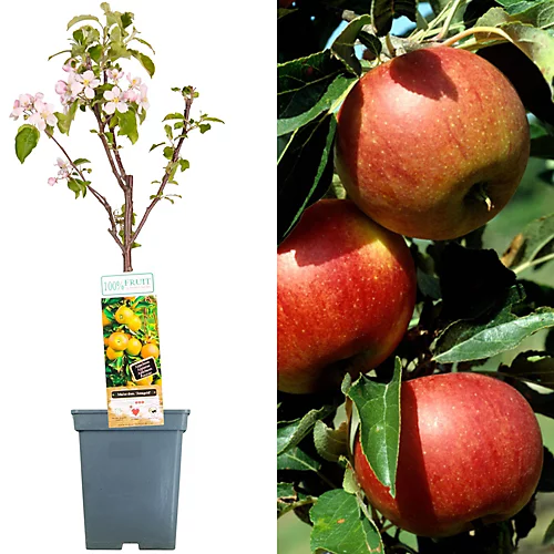 Apple Jonagold Patio Tree - Crisp Fruit-Bearing Tree For UK Patio Gardens - Outdoor Plant (2-3ft) 1 Apple Jonagold Patio Tree - Crisp Fruit-Bearing Tree For UK Patio Gardens - Outdoor Plant (2-3ft)