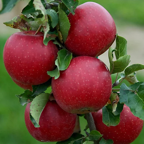 Apple Jonagold Patio Tree - Crisp Fruit-Bearing Tree For UK Patio Gardens - Outdoor Plant (2-3ft) 2 Apple Jonagold Patio Tree - Crisp Fruit-Bearing Tree For UK Patio Gardens - Outdoor Plant (2-3ft) - Image 2