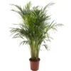 Areca Palm - Lush Tropical Houseplant For Indoor Spaces