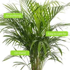 Areca Palm - Lush Tropical Houseplant For Indoor Spaces -Cheap Grow And Trim Store areca palm lush tropical houseplant for indoor spaces5059442053261 03c MP