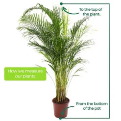 Areca Palm - Lush Tropical Houseplant For Indoor Spaces -Cheap Grow And Trim Store areca palm lush tropical houseplant for indoor spaces5059442053261 04c MP