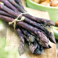 Asparagus Pacific Purple Bare Root Crowns - Grow Your Own Bareroot, Fresh Vegetable Plants, Ideal For UK Gardens (10 Pack) -Cheap Grow And Trim Store asparagus pacific purple bare root crowns grow your own bareroot fresh vegetable plants ideal for uk gardens 10 pack 5059442056088 04c MP