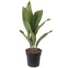 Aspidistra Elatior - Hardy And Low-Maintenance Indoor Plant For Interior Spaces (40-50cm)