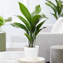 Aspidistra Elatior - Hardy And Low-Maintenance Indoor Plant For Interior Spaces (40-50cm) -Cheap Grow And Trim Store aspidistra elatior hardy and low maintenance indoor plant for interior spaces 40 50cm 5059442036028 02c MP