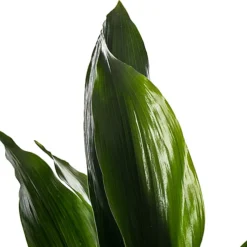 Aspidistra Elatior - Hardy And Low-Maintenance Indoor Plant For Interior Spaces (40-50cm) -Cheap Grow And Trim Store aspidistra elatior hardy and low maintenance indoor plant for interior spaces 40 50cm 5059442036028 03c MP