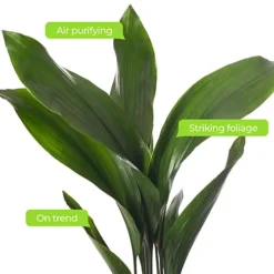 Aspidistra Elatior - Hardy And Low-Maintenance Indoor Plant For Interior Spaces (40-50cm) -Cheap Grow And Trim Store aspidistra elatior hardy and low maintenance indoor plant for interior spaces 40 50cm 5059442036028 04c MP
