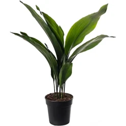 Aspidistra Elatior - Hardy And Low-Maintenance Indoor Plant For Interior Spaces (70-80cm)