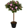 Azalea Bi-Colour Patio Tree - Eye-catching Flowering Tree For UK Patio Gardens - Outdoor Plant (2-3ft)
