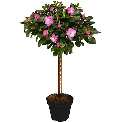 Azalea Bi-Colour Patio Tree - Eye-catching Flowering Tree For UK Patio Gardens - Outdoor Plant (2-3ft) 1 Azalea Bi-Colour Patio Tree - Eye-catching Flowering Tree For UK Patio Gardens - Outdoor Plant (2-3ft)