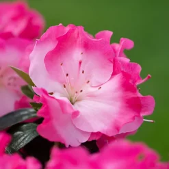 Azalea Bi-Colour Patio Tree - Eye-catching Flowering Tree For UK Patio Gardens - Outdoor Plant (2-3ft) 6 Azalea Bi-Colour Patio Tree - Eye-catching Flowering Tree For UK Patio Gardens - Outdoor Plant (2-3ft) -Cheap Grow And Trim Store azalea bi colour patio tree eye catching flowering tree for uk patio gardens outdoor plant 2 3ft 5059442038206 04c MP