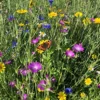 Bees And Butterfly Wildflower Seed BSBP 100% (100 G)