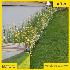 Bees And Butterfly Wildflower Seed BSBP 100% (100 G) -Cheap Grow And Trim Store bees and butterfly wildflower seed bsbp 100 100 g 00000992 06c MP