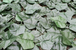 Best Artificial 3m X 1m English Ivy Leaf Screening Hedging Roll - UV Protected 6 Best Artificial 3m X 1m English Ivy Leaf Screening Hedging Roll - UV Protected -Cheap Grow And Trim Store best artificial 3m x 1m english ivy leaf screening hedging roll uv protected5060256545538 03c MP